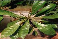 Holigarna arnottiana